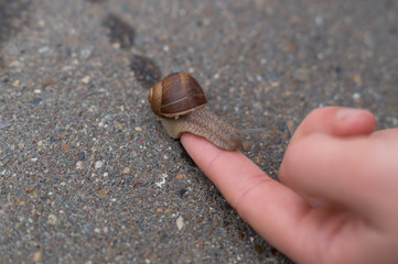 medium snail on the finger
