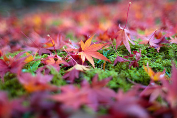 Autumn colorful leaves in Kyoto Japan