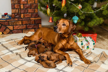 Mother dog and nine newborn puppies in christmas decorations