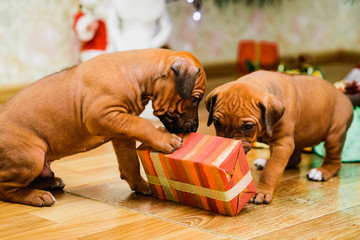 Two cute puppies opening christmas gifts, New year presents