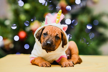 Cute puppy wearing unicorn costume, christmas tree and gifts © olgagorovenko
