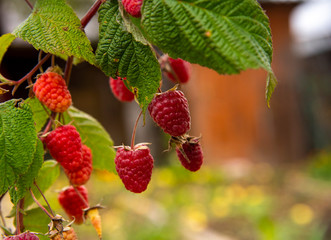 A branch strewn with raspberries on a blurred background.