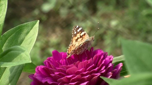 Pinke Zinnienbl&uuml;te und ein Distelfalter auf Besuch