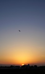 夕日と鳥