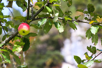 Apfel mit Berg im Herbst