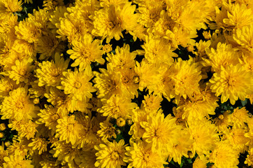 Bright yellow autumn chrysanthemums flowers. Floral background. Lush flowering