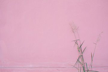 pink wall with grass