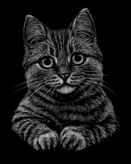 Cat. Black and white, monochrome, hand-drawn, multicolored portrait of a cat looking forward on a black background.