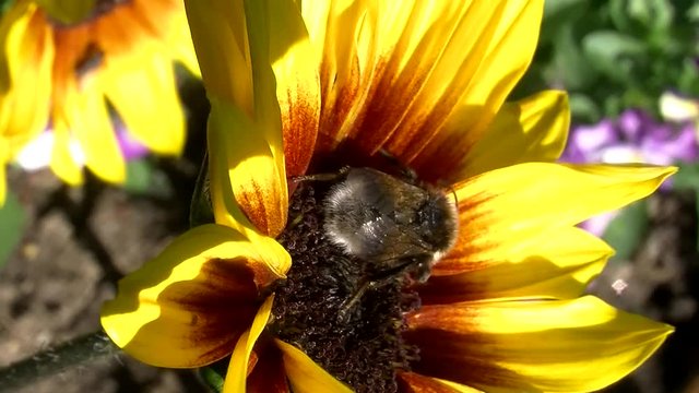 In der Sonnenblume holt die Hummel Bl&uuml;tennektar (Makro)