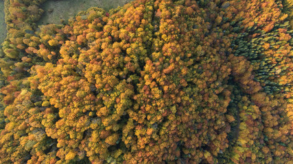 Autumn forest top view. Shooting from the drone.