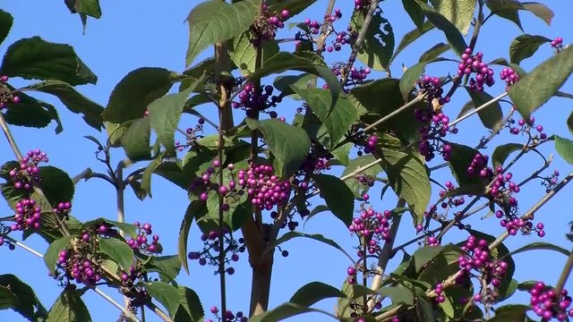 Liebesperlenstrauch im Wind