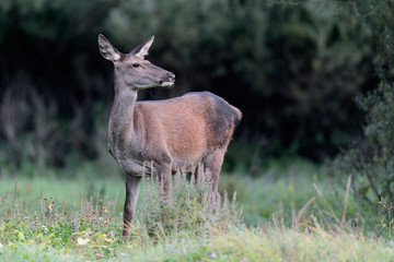 Red deer female out of woodland (Cervus elaphus)