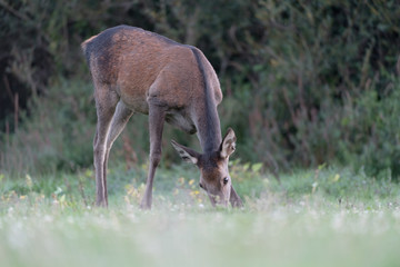 Red deer female out of woodland (Cervus elaphus)