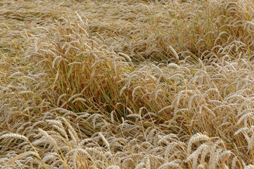 Weizenfeld nach dem Sturm