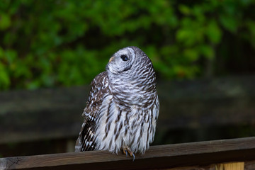 A closeup of a Barred Owl perched on a wooden railing.