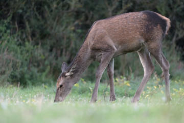 Red deer female out of woodland (Cervus elaphus)