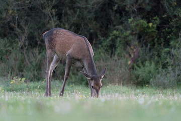 Red deer female out of woodland (Cervus elaphus)