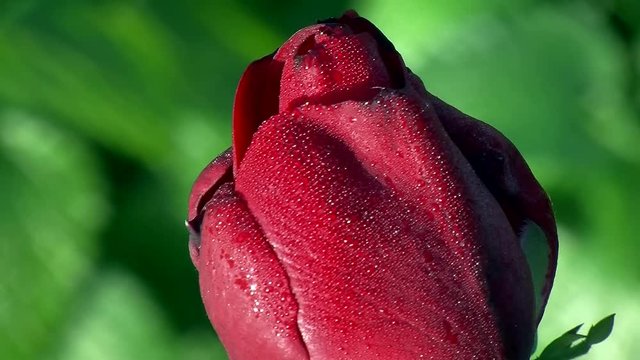 Kleine glitzernde Tautropfen veredeln die rote Rosenbl&uuml;te (Makro)