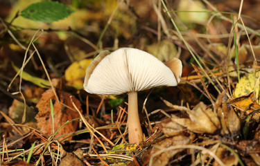 A Mushroom or Fungi growing out of the forest floor in the UK.