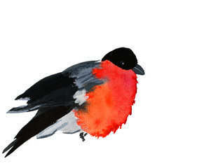 Winter bullfinch on spruce with snow at winter isolated