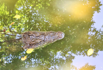 dangerous crocodiles in tropical animal park in asia in phuket