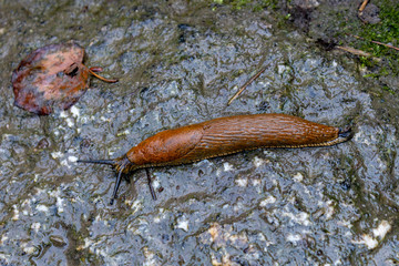 Red roadside slug (Arion), an air-breathing land slug, a terrestrial pulmonate gastropod mollusk sliding on wet underground, high angle view and close-up, top view