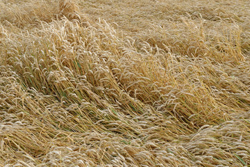 Weizenfeld nach dem Sturm