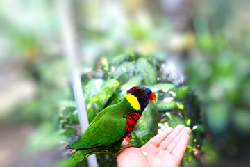 Colorful parrots in a tropical bird park in asia in phuket