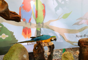 Colorful parrots in a tropical bird park in asia in phuket