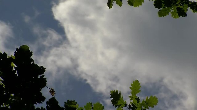 Eichenbl&auml;tter und dar&uuml;ber schnell ziehende wei&szlig;e Wolken
