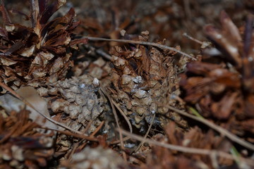 spring cones in the forest