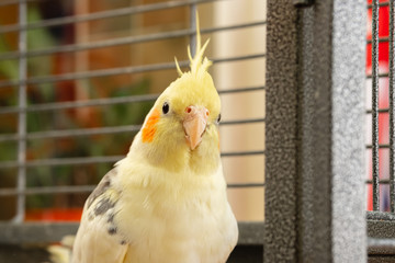 Detailed, shallow focus of an adult, mail Cockatiel seen in his opened cage. Details of this handsome bird, his yellow plumage and beak are clearly visible. Part of a breeding pair.