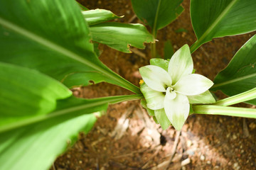 Curcuma longa Turmeric Flower and Leaves