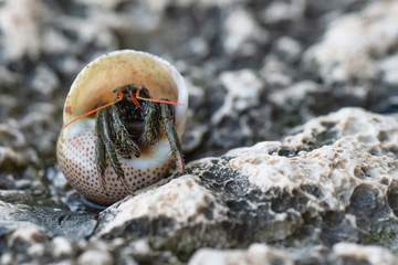 A small hermit crab looks out of the shell. You can see its claws, eyes on stalks and antennae of the organs of touch and smell.  Macro mode. Selective focus.