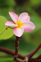 Plumeria flower with beautiful in the nature