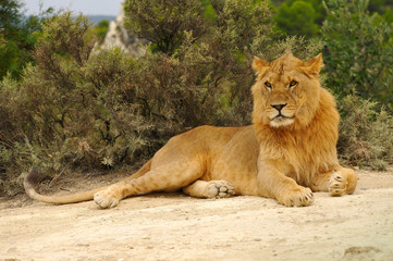 Fototapeta na wymiar Jeune lion couché sur le sol le regard fixe