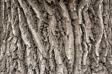 Tree bark. background. close up. texture, pattern, wooden, closeup. Fragment of tree trunk with...