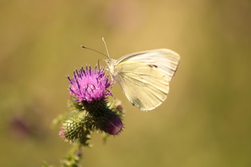 Schmetterling