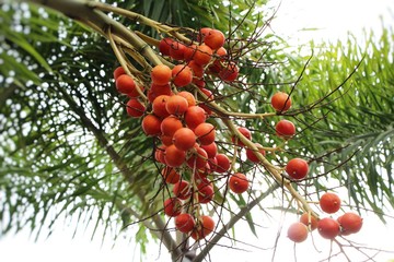 Betel palm on tree with the nature