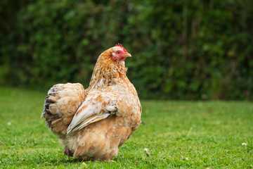 Pekin hen chicken seen in a large private garden in early summer. One of a pair, she is free to roam the large garden and is kept for her eggs.