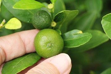 Lemon fruit on the tree with nature