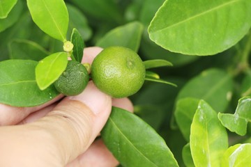 Lemon fruit on the tree with nature