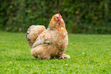 Pekin hen chicken seen in a large private garden in early summer. One of a pair, she is free to roam the large garden and is kept for her eggs.