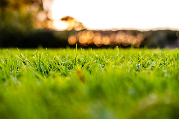 Shallow focus image of a well-maintained garden showing detail of the lush lawn seen from just...