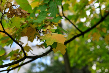 Fototapeta premium Soft focus photo of a yellow maple leaf surrounded by greenery. Blurred autumn background.