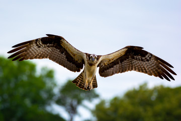 Incoming Osprey