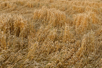 Weizenfeld nach dem Sturm