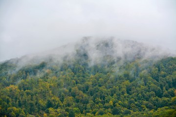 Fototapeta premium clouds over the forest 