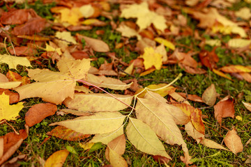 Fallen leaves covered the ground in autumnal forest. Close-up of  colorful maple leaves on a sunny day. Autumn mood scene. Tilt-shift effect. Soft focus photography. Textured fall background.