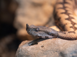 Horned viper snake in Croatia